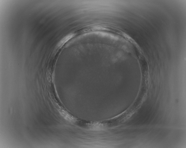 X0000081390785200701182231