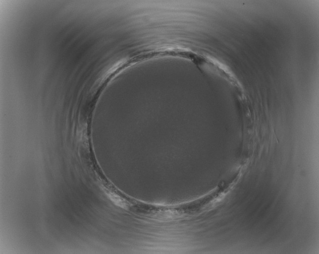 X0000081390881200701182229