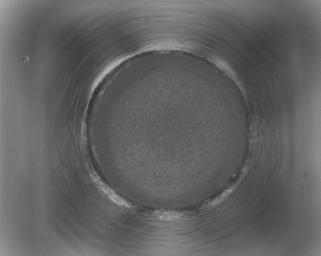 X0000081390928200701182228