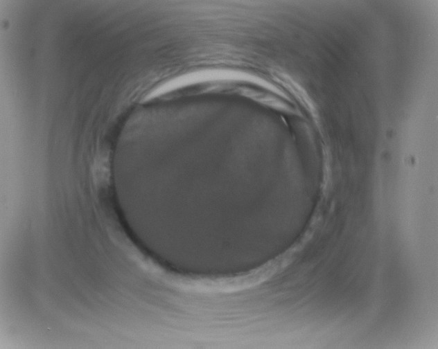 X0000081390017200701252116