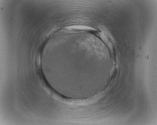 X0000081390021200701252116