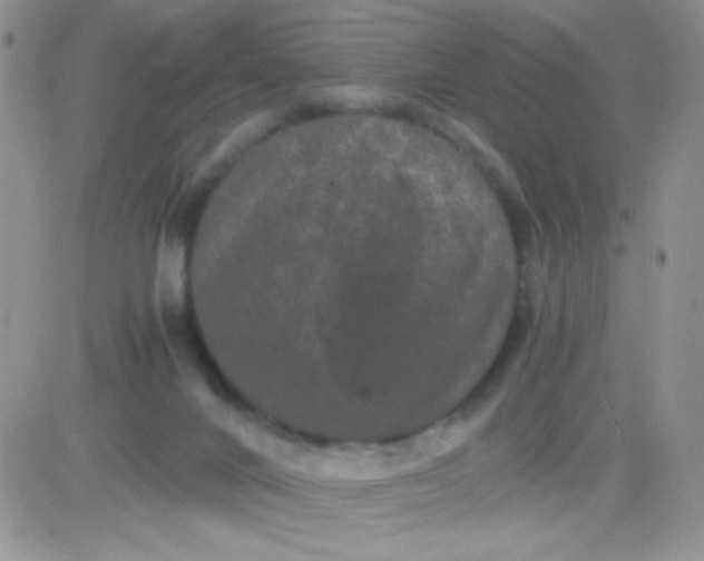 X0000081390024200701252115