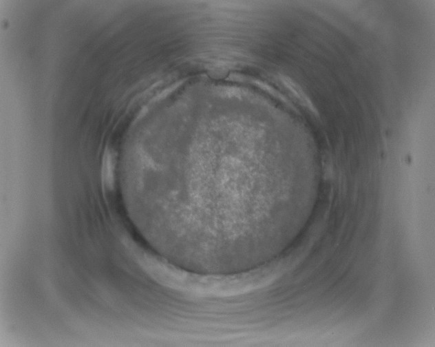 X0000081390026200701252115