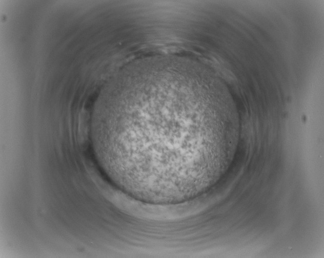 X0000081390030200701252115