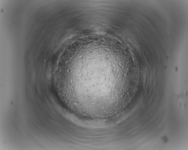 X0000081390032200701252115