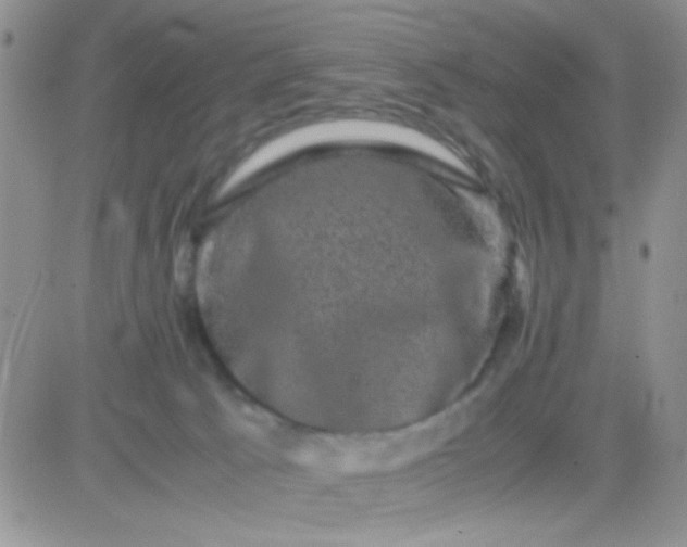 X0000081390033200701252115