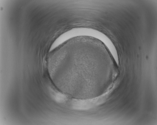 X0000081390045200701252115