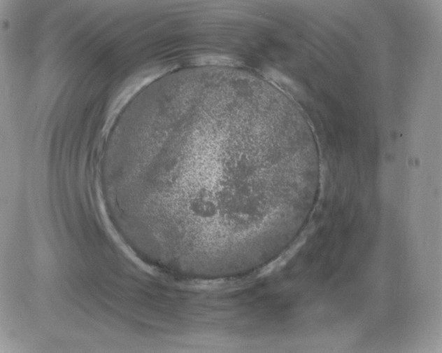 X0000081390049200701252114