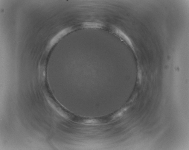 X0000081390059200701252114