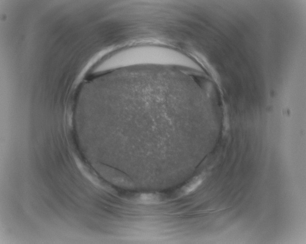 X0000081390060200701252115