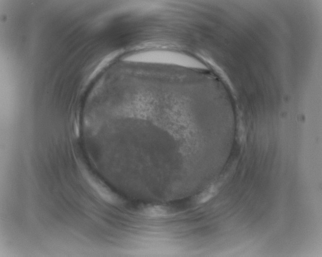 X0000081390062200701252115