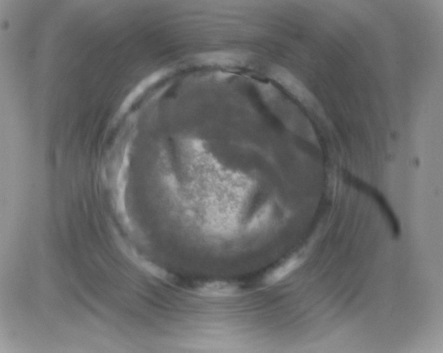 X0000081390064200701252115