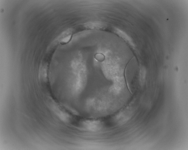 X0000081390065200701252115