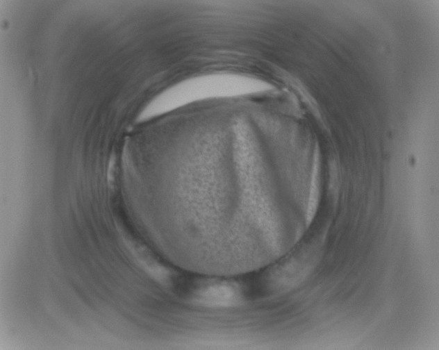 X0000081390073200701252115