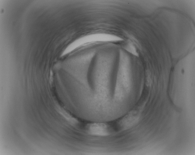 X0000081390077200701252115