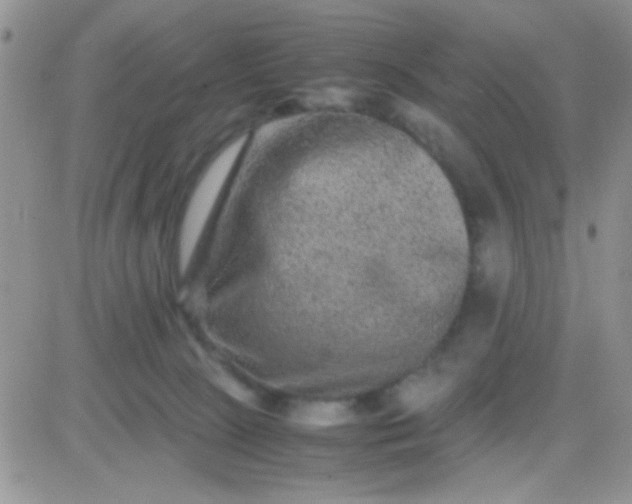 X0000081390081200701252115