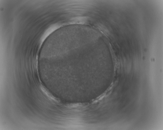 X0000081390100200701252114