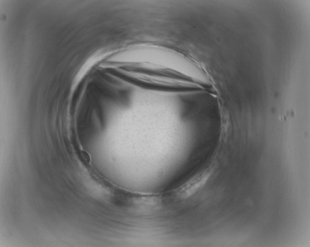 X0000081390102200701252114