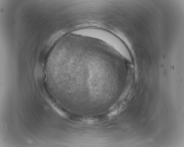 X0000081390105200701252114