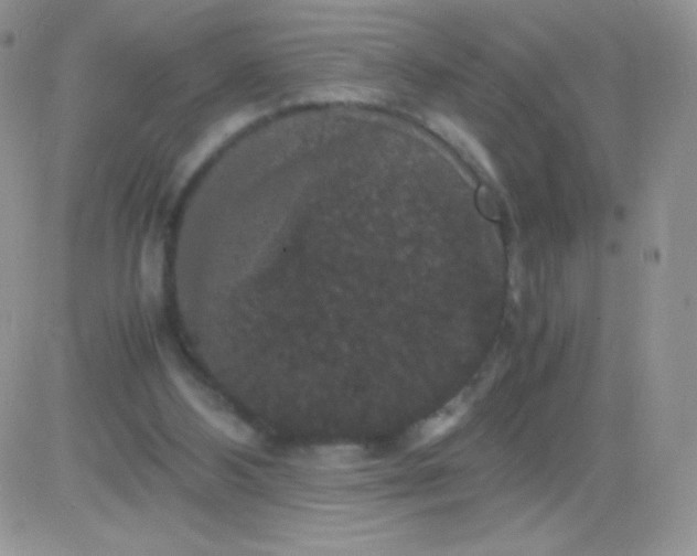 X0000081390108200701252114