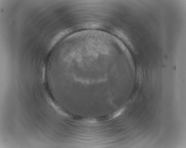 X0000081390110200701252114