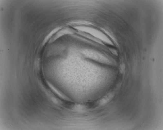 X0000081390111200701252114