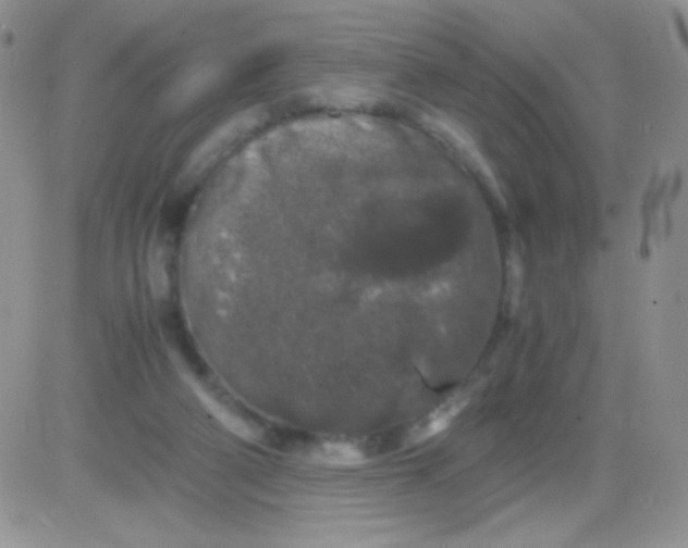 X0000081390114200701252114