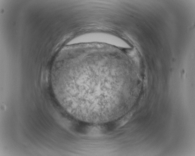 X0000081390115200701252114