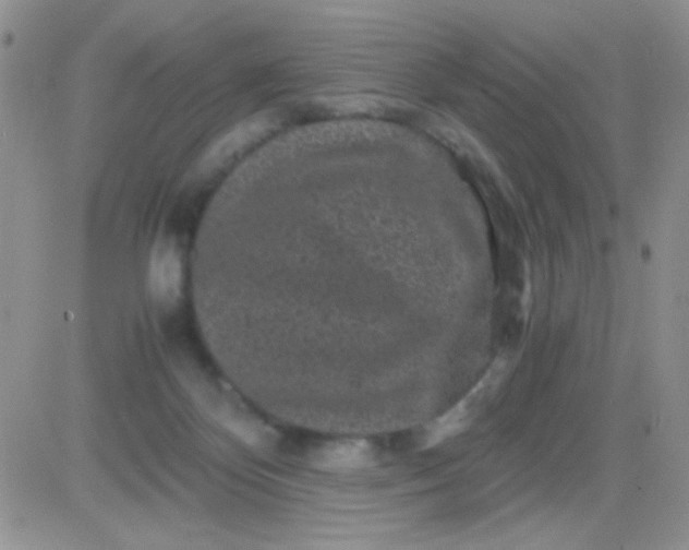 X0000081390124200701252114