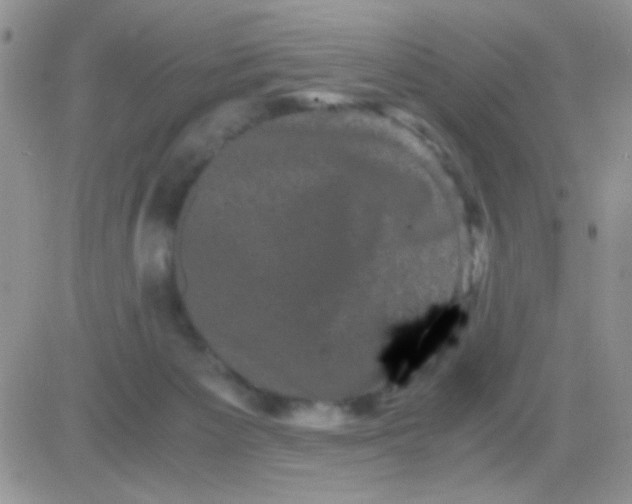 X0000081390125200701252114