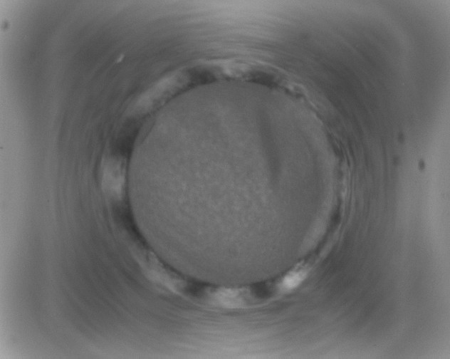 X0000081390129200701252114