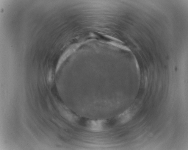 X0000081390134200701252114