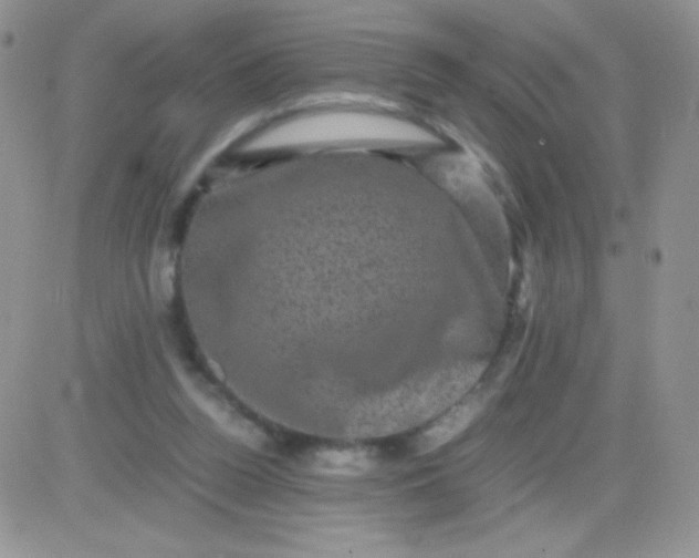 X0000081390160200701252113