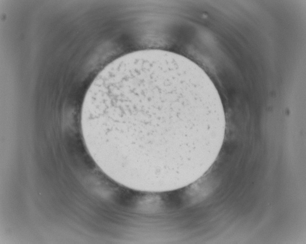 X0000081390162200701252113