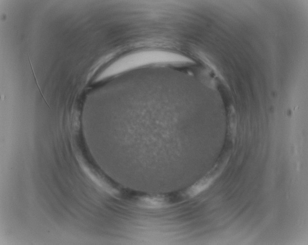 X0000081390164200701252113