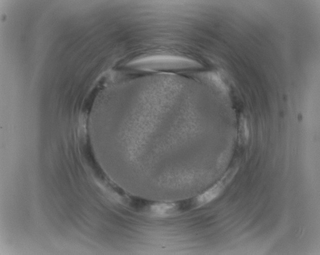 X0000081390172200701252113