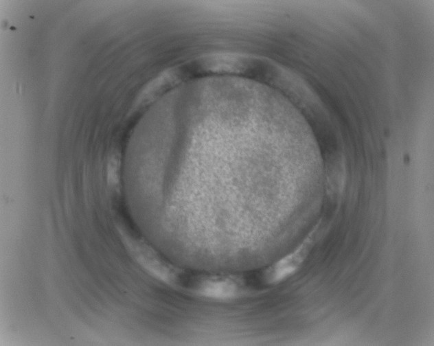 X0000081390175200701252113