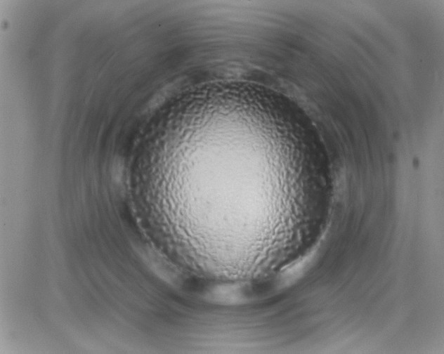 X0000081390178200701252113