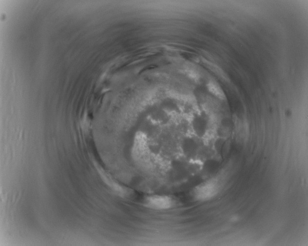 X0000081390189200701252113