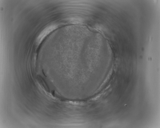 X0000081390194200701252113