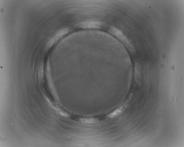 X0000081390202200701252113