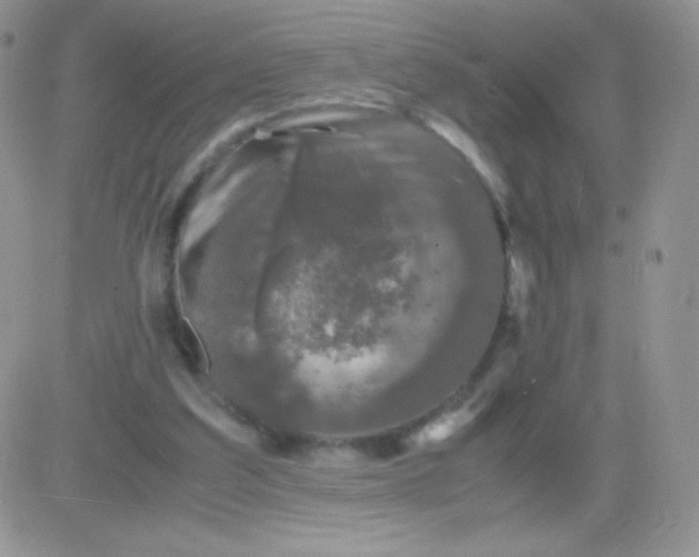 X0000081390203200701252113