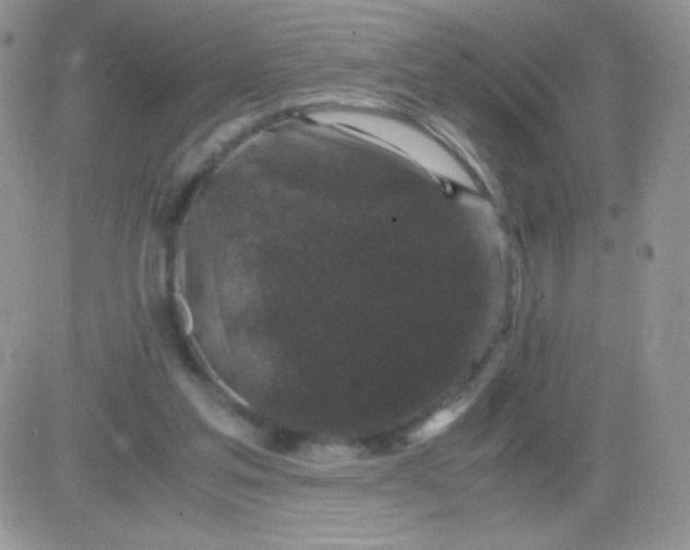 X0000081390205200701252113