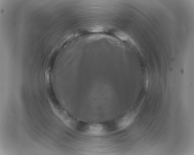 X0000081390214200701252112