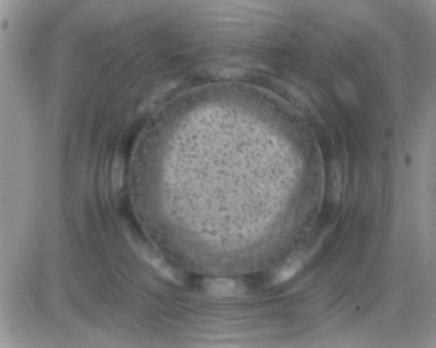 X0000081390230200701252112