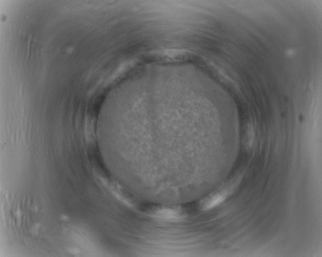 X0000081390236200701252112