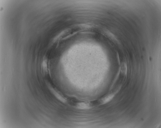 X0000081390238200701252112