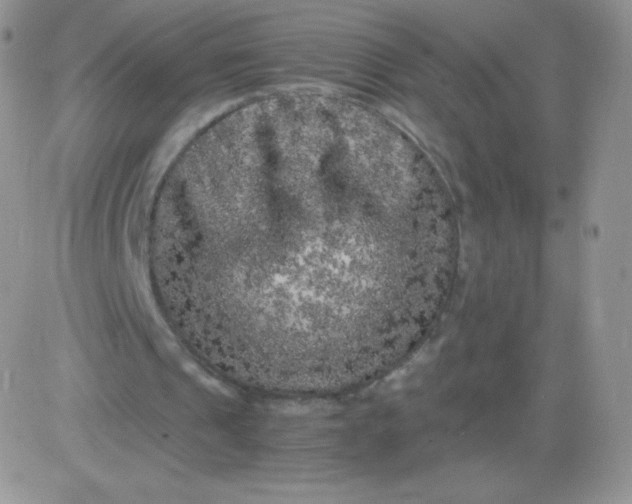 X0000081390241200701252111