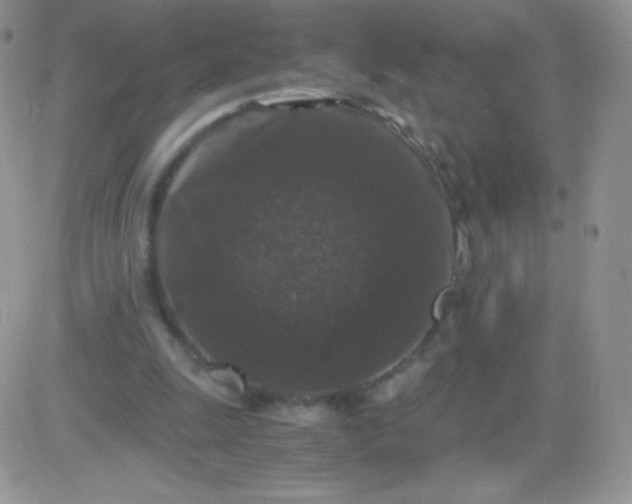 X0000081390247200701252111