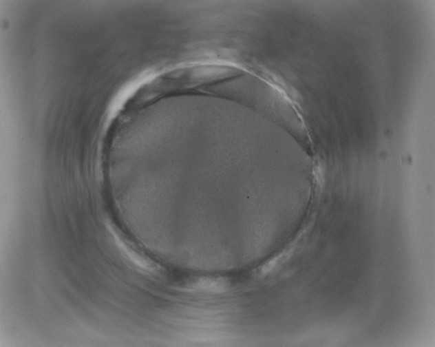 X0000081390248200701252111